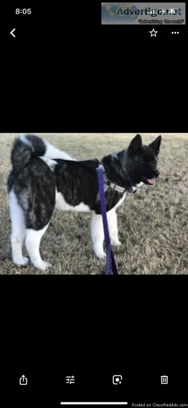 Akita needs a home