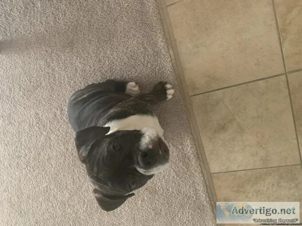English bulldog