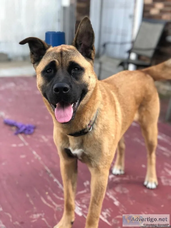 Beautiful 3yr old AkitaBoxer mix