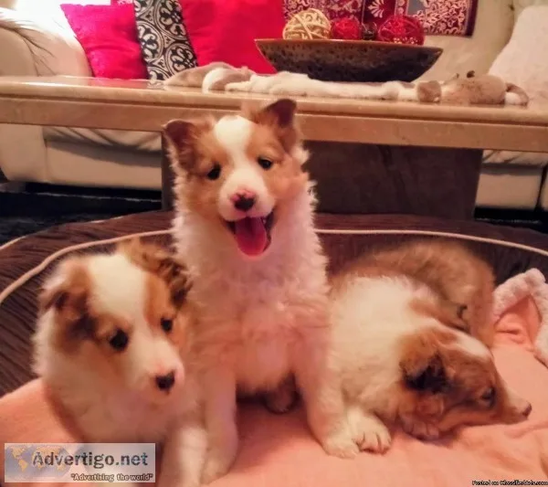 Shetland sheepdog puppies