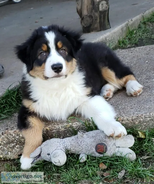 Beautiful Australian Shepherd Puppies AKC-Champion Bloodline 