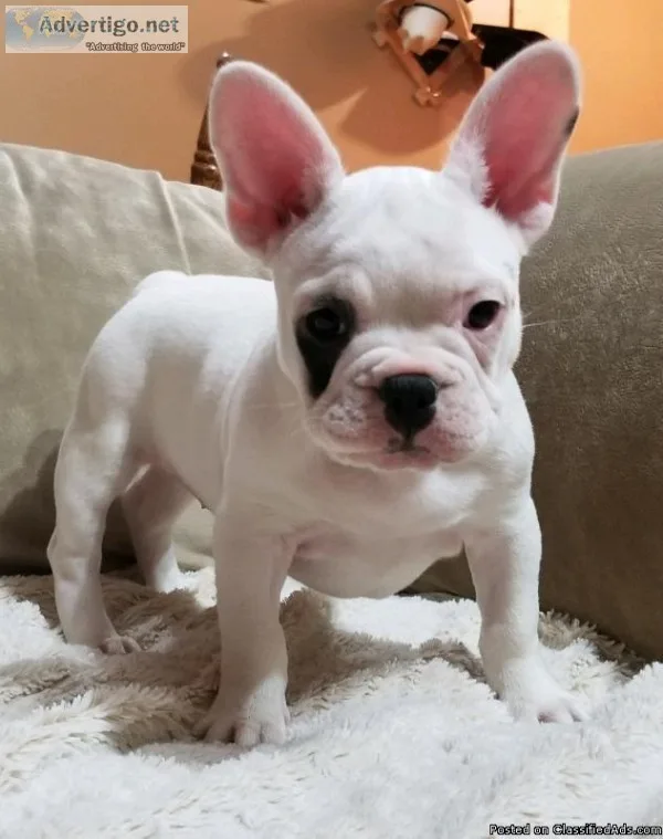 Ckc Female French Bulldogs