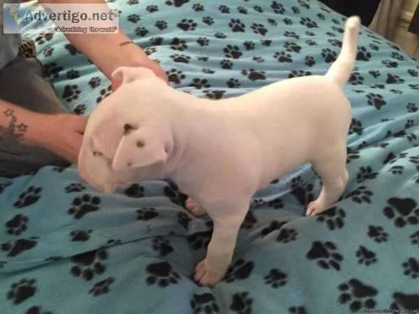Stunning English Bull Terrier