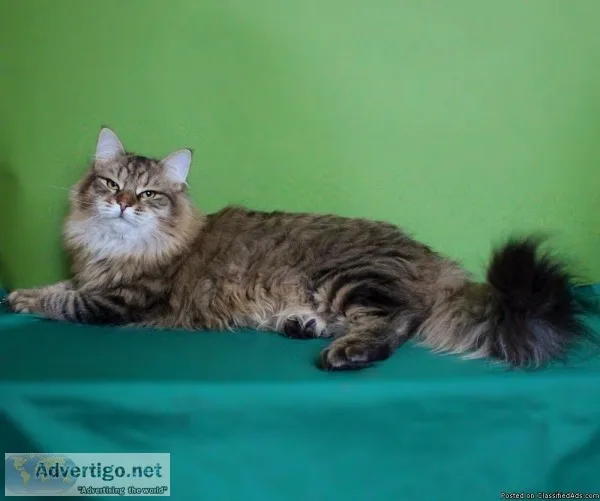 Siberian Male 22 monthe old cat
