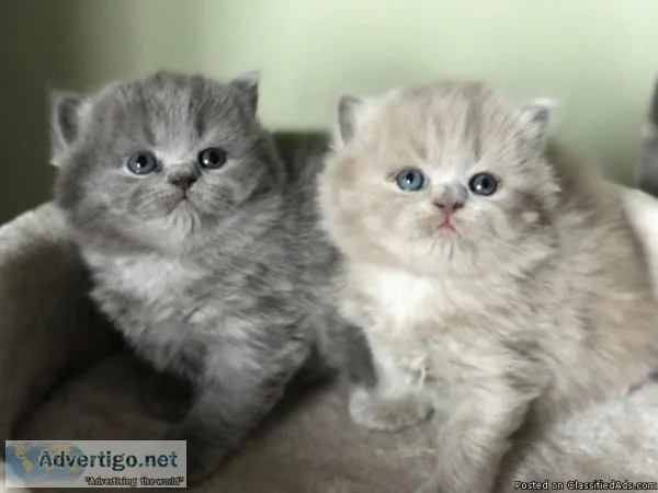 Cute and adorable British shorthair kittens ready.