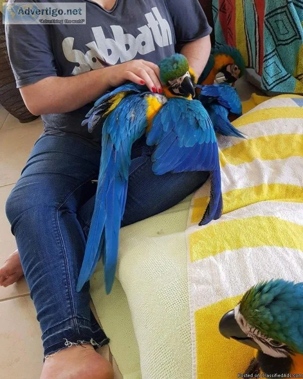 Young and talking macaw parrots for rehoming.
