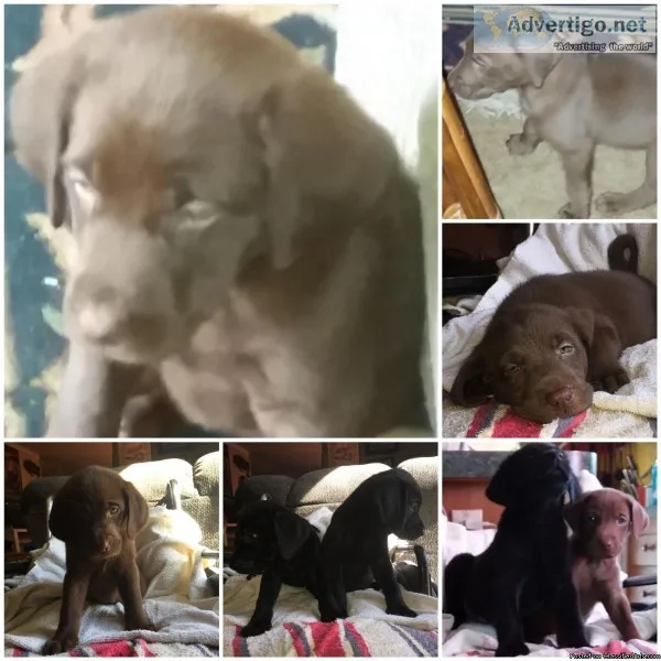 Labaranier Puppies
