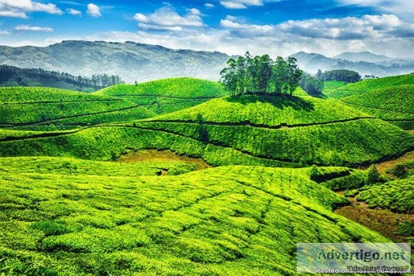 Enjoy the Wildlife Tour at Munnar Kerala.