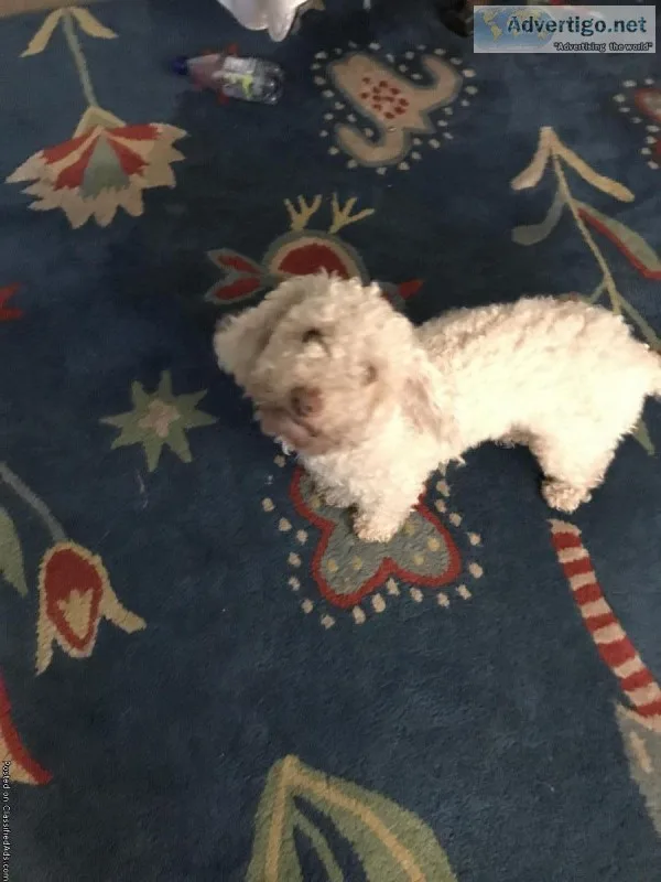 Amazing dog only one year old