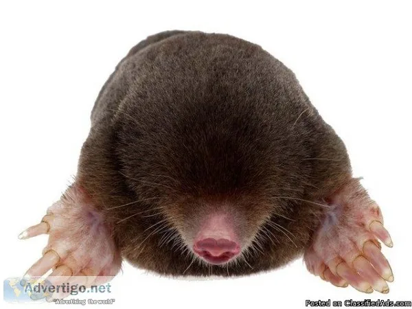 Local Experts pest Control Service Provider