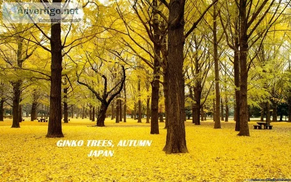 trees  ginkgo tree  japan