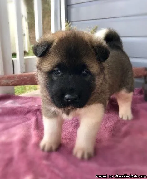 E4TYUJ Akita
