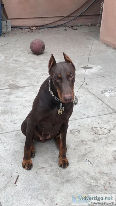 Female Doberman