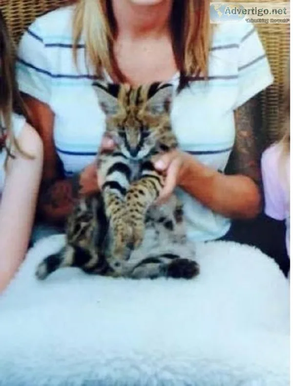 M&f exotic fur kitty savannah super-swe