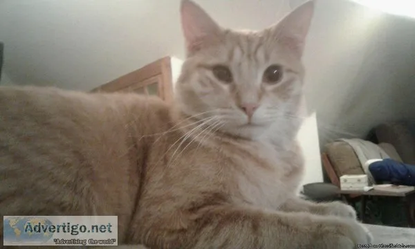 Lost cat sherman hill