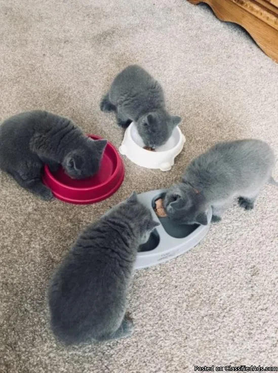 my bsh kittens  are ready to go
