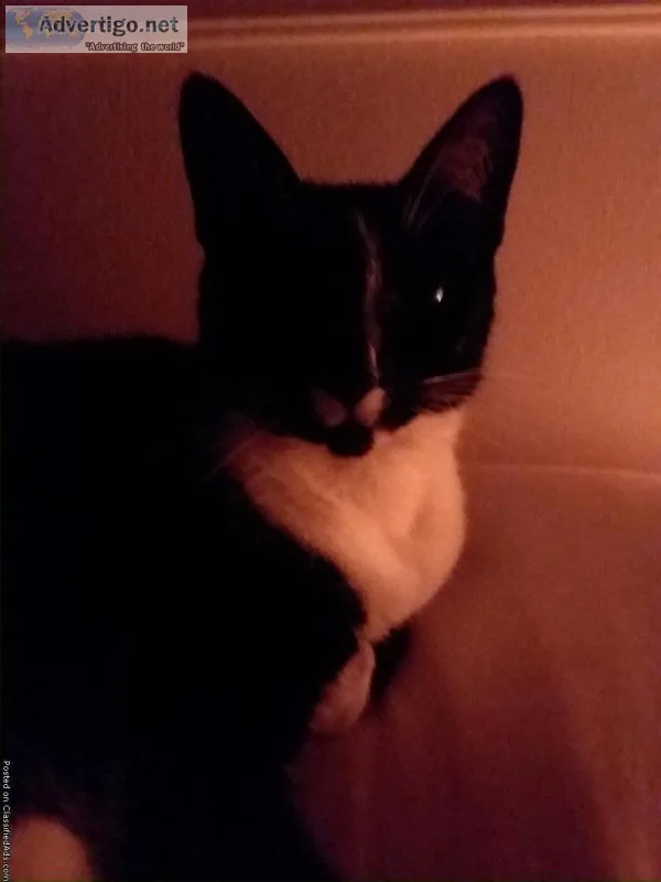 Lost cat