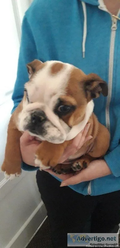 Super Sweet English bulldog pups