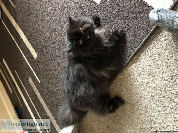Black Persian Cat - Rehome