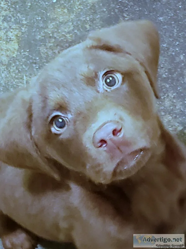Labradors puppies