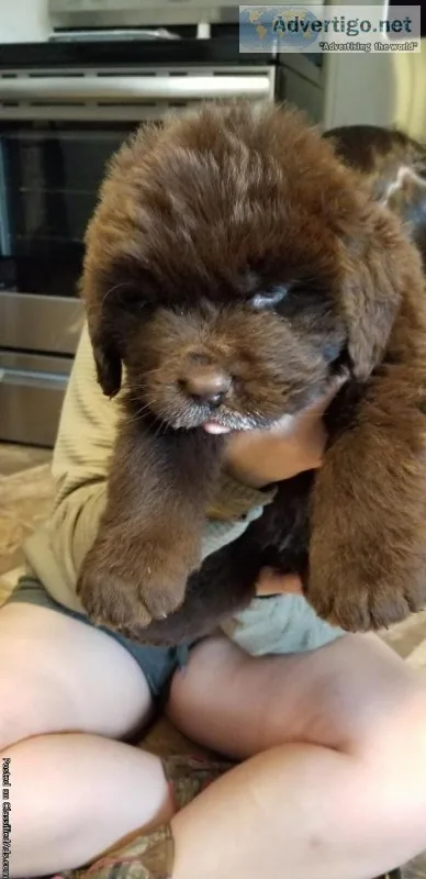 Newfoundland Puppies