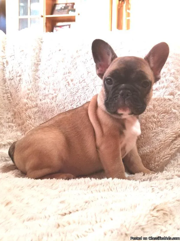 french bulldog puppies one male and 2 females available