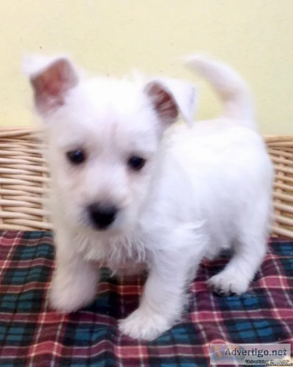 Wauzer Puppy