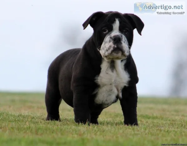 OLDE ENGLISH BULLDOGGIE PUPS