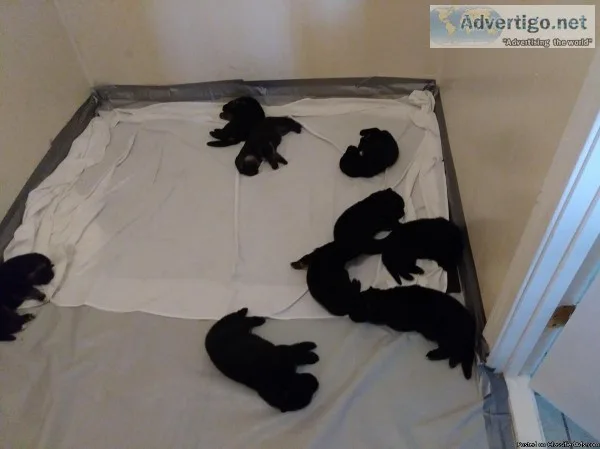 German Shepherd puppies
