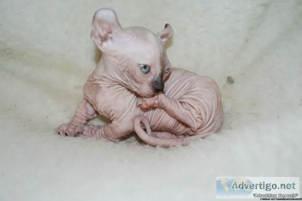 elf Sphynx kittens