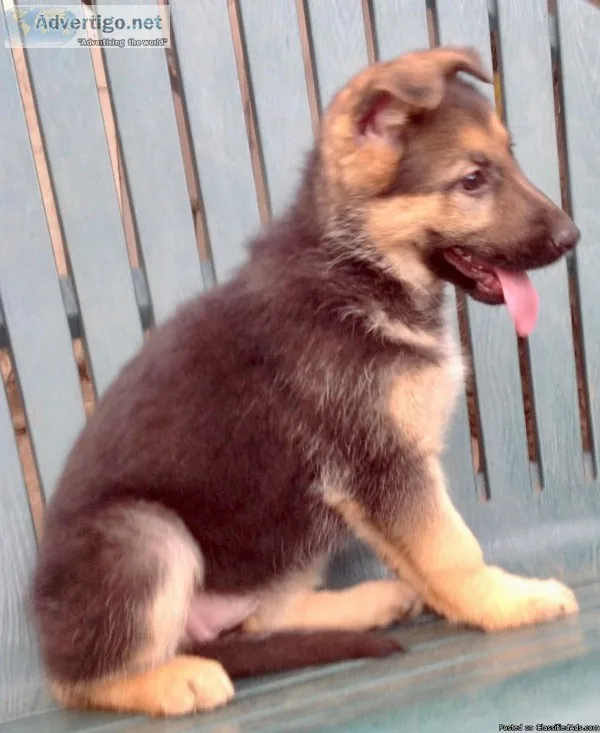 German Shepherd Puppy