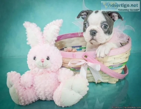 Izzy Female Boston Terrier AKC