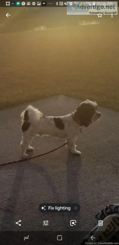 Teddy Bear Dog for Sale