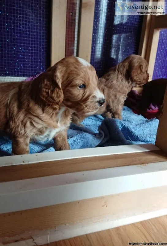 Beautiful F1 Cockapoos Puppies Ready.