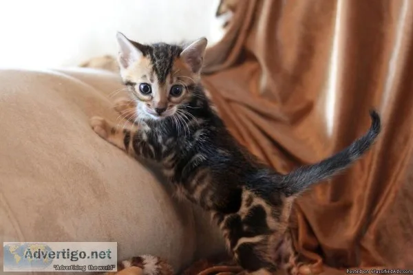 Bengal Kittens Re-homing