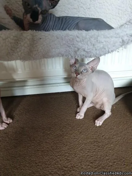 Stunning Tica Registered Sphynx kittens
