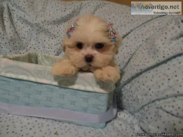 Maltese puppies males nonshed 9wks