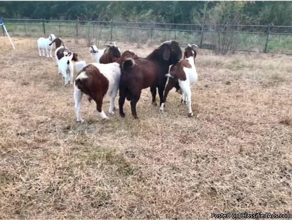 ALPINE CROSSES goats males females