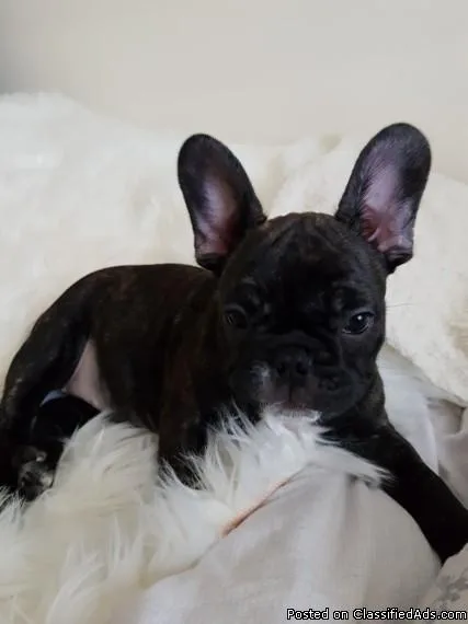 Pedigree French Bulldog Girl