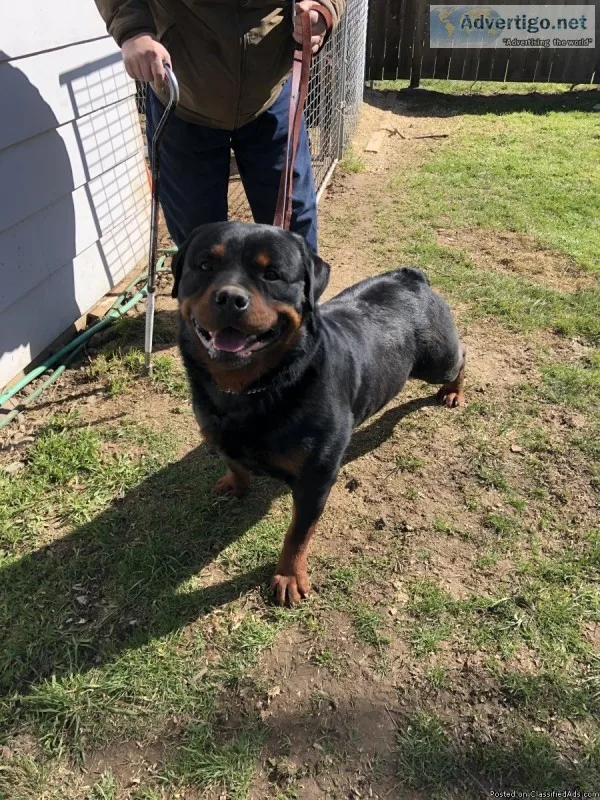 Hungarian bred Rottweiler AKC registered