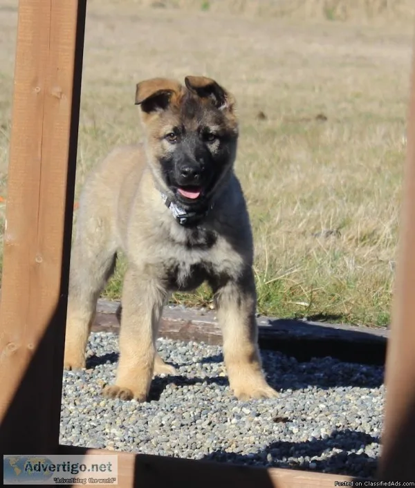Working Line German Shepherd Puppies