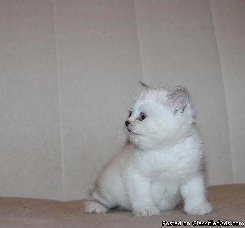 Lovely munchkin kitten for now home
