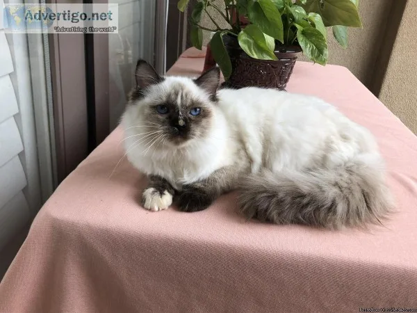 Ragdoll kitten