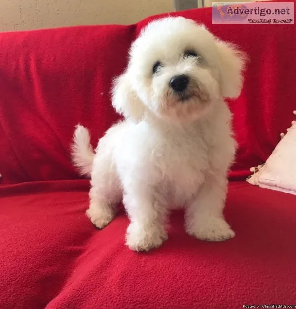 MALTESES PUPPIES TEXT 832 510 0096