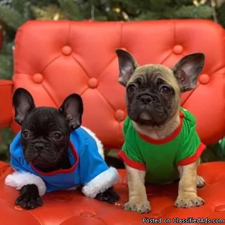Frenchton puppies (Boston Terrier x French Bulldog)