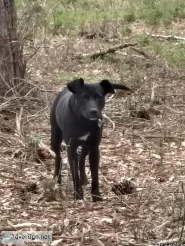 Someone to care for very friendly dog needed.