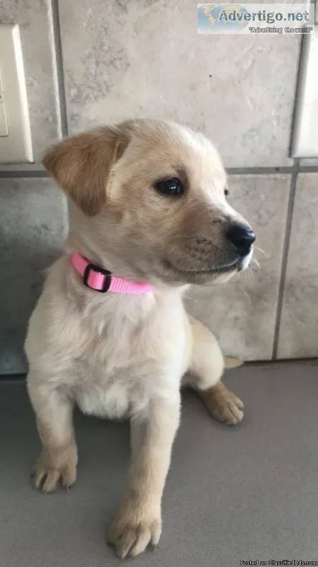 lab puppies (registered)