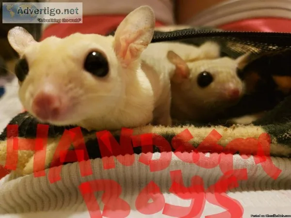 2 Male sugar gliders