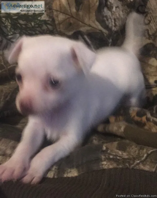 Chihuahua X Toy Fox Terrier Puppies