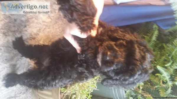 Adorable female shipoo puppy